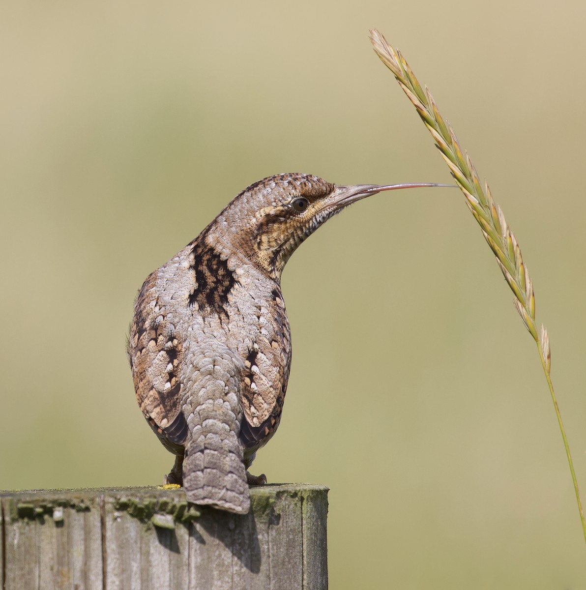 Eurasian Wryneck - ML284346251