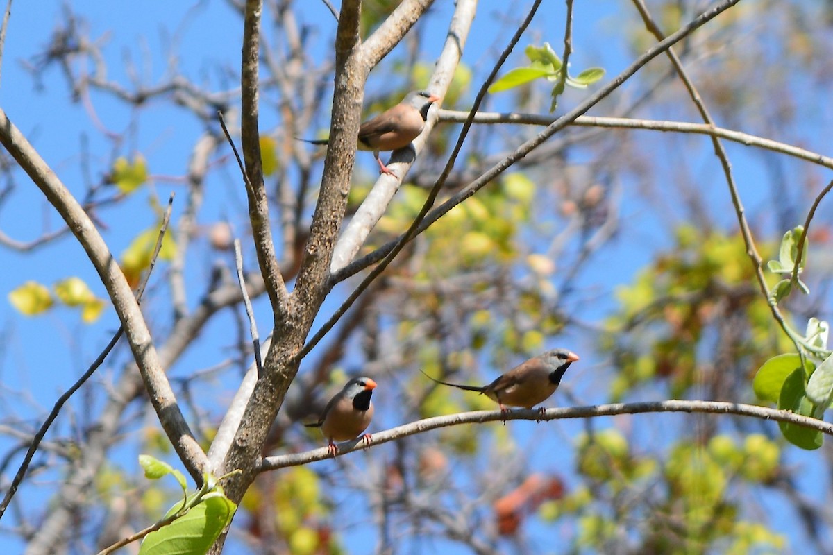 Long-tailed Finch - Holger Woyt