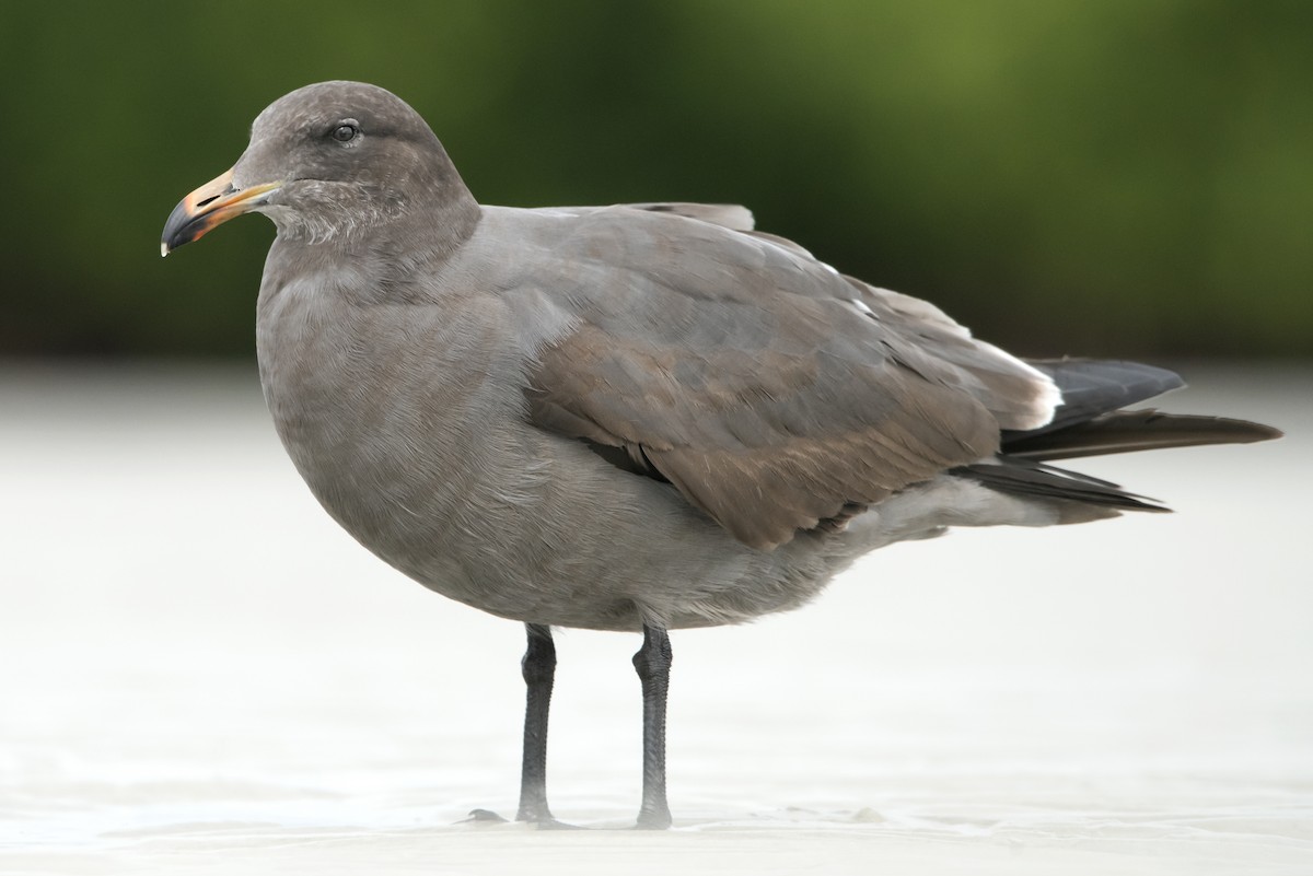 Gaviota Mexicana - ML284348641