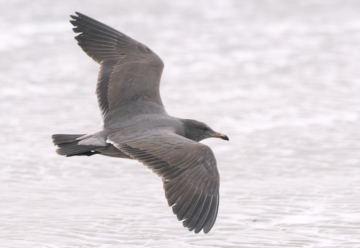 Heermann's Gull - ML284348781