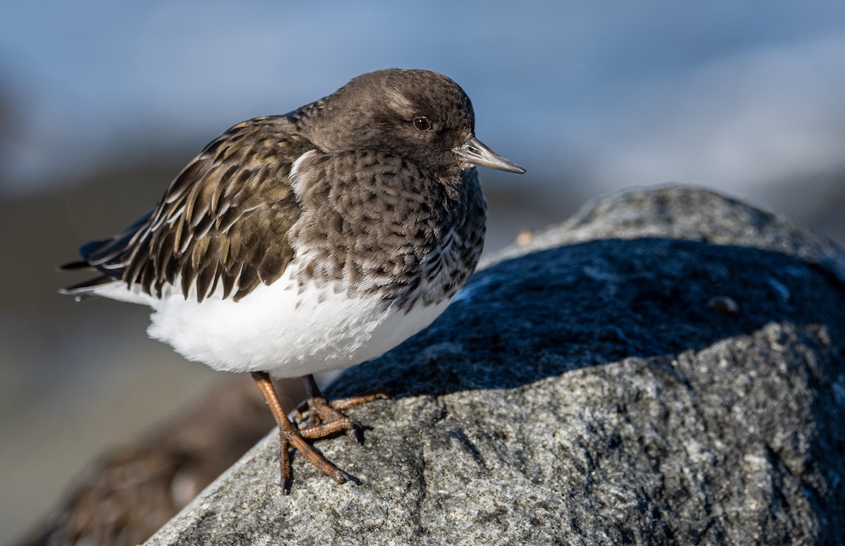 Black Turnstone - ML284349941