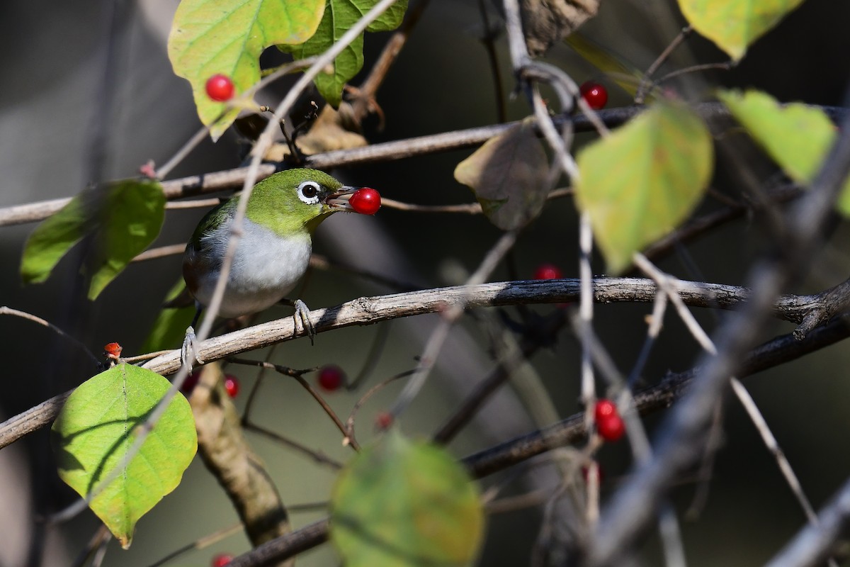 Chestnut-flanked White-eye - ML284350241