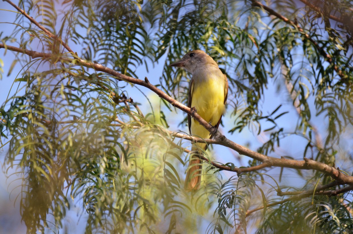 Great Crested Flycatcher - ML284350911