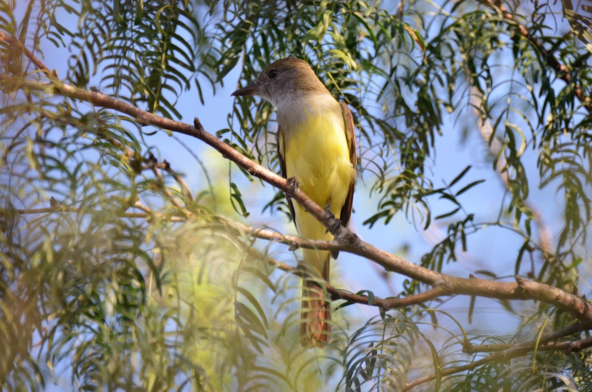 Great Crested Flycatcher - ML284350961