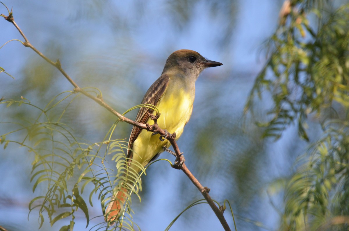 Great Crested Flycatcher - ML284351071