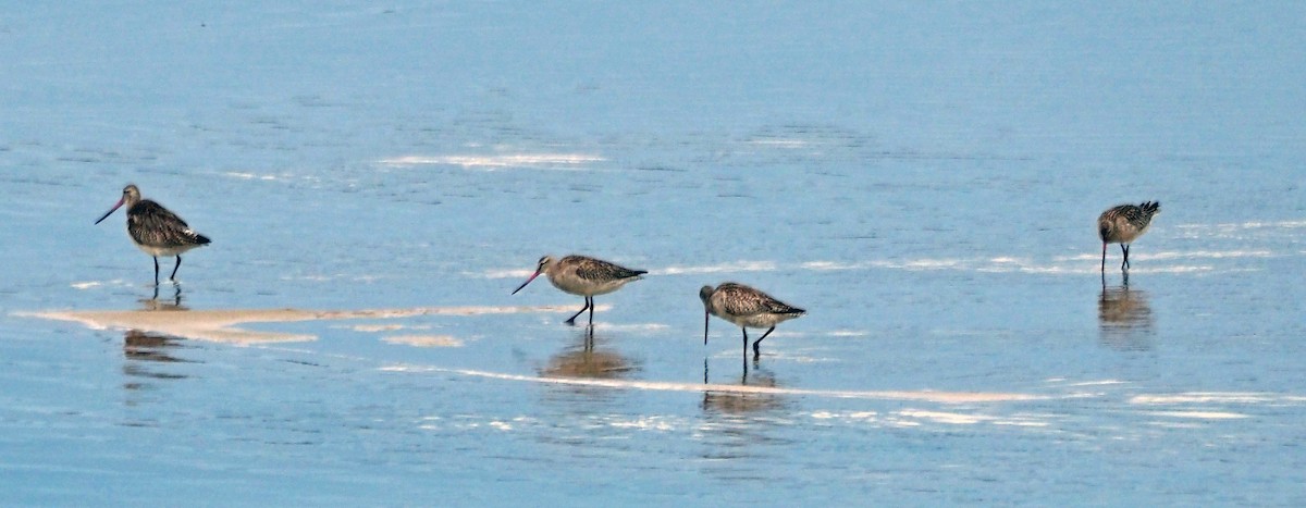 Bar-tailed Godwit - Steve Law