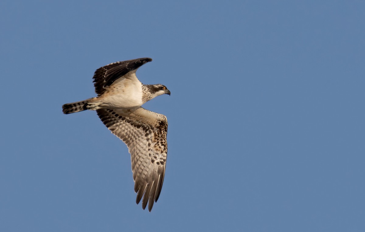 Osprey - Emirhan Başak