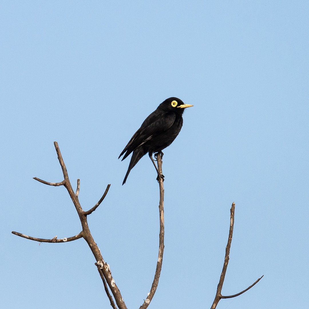 Spectacled Tyrant - ML284352611