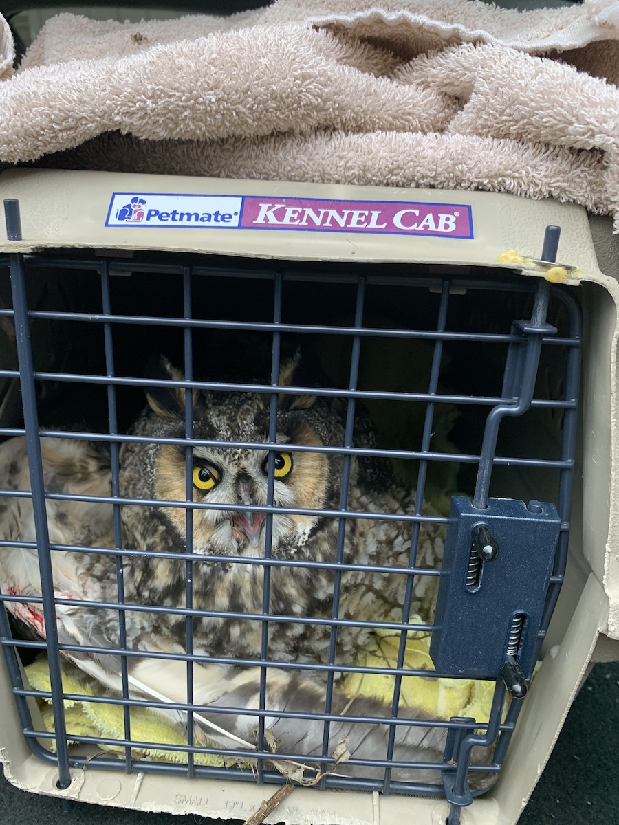 Long-eared Owl (American) - ML284352971