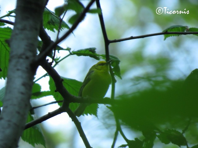 Blue-winged Warbler - Rafael Campos-Ramírez