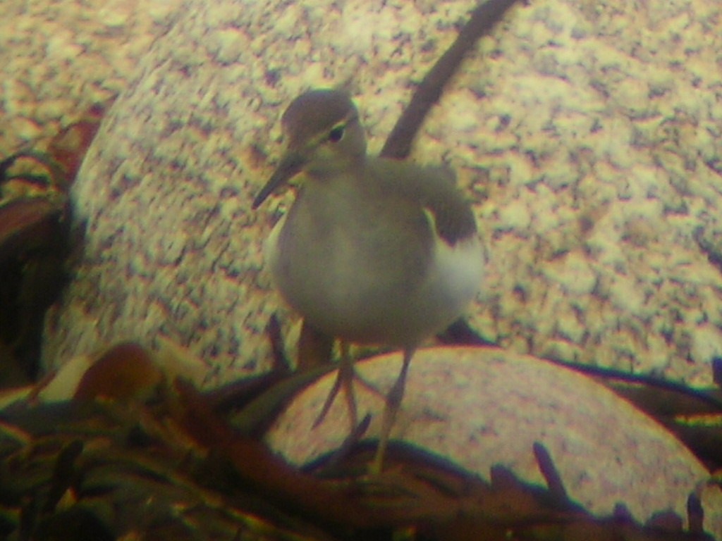 Spotted Sandpiper - Keith Langdon