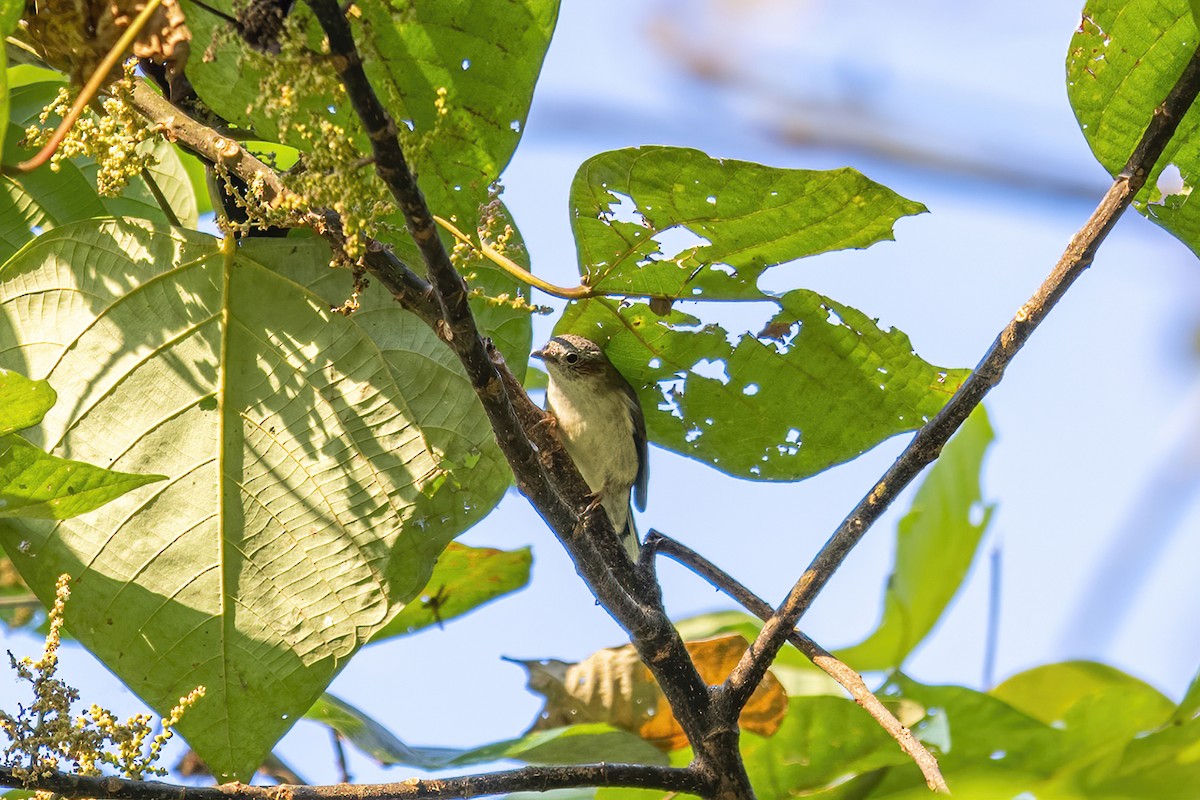 Striated Yuhina - ML284354231