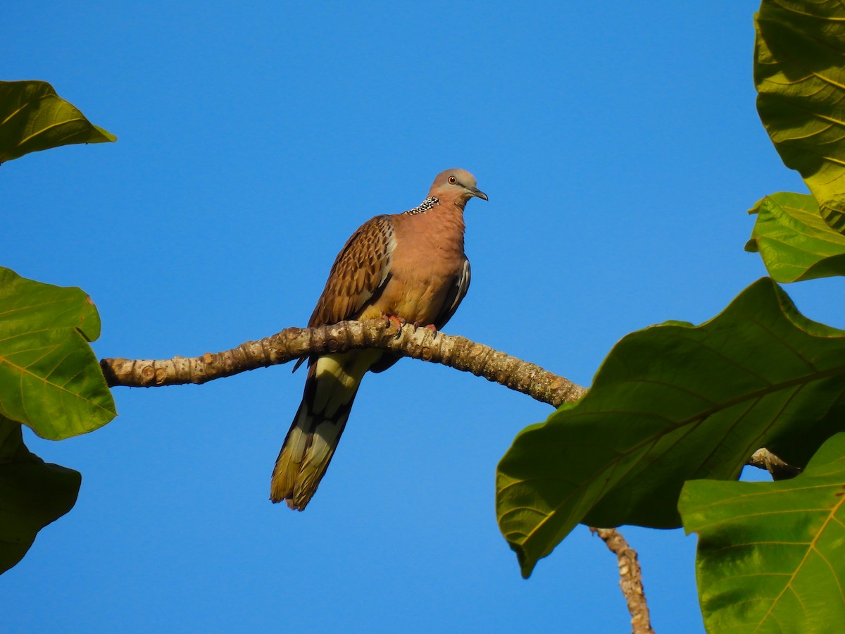 Spotted Dove - ML284355331