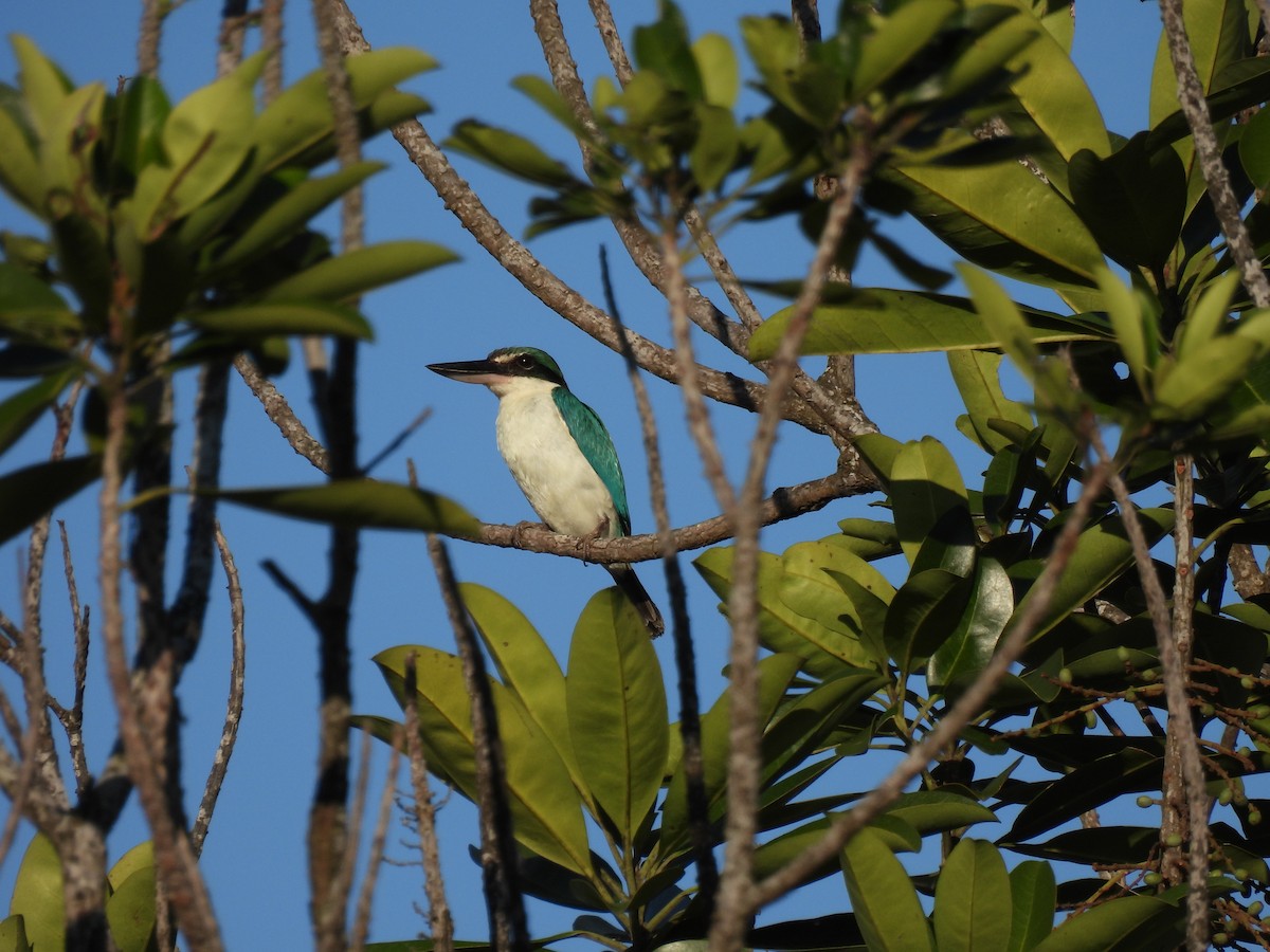 Collared Kingfisher - ML284355361