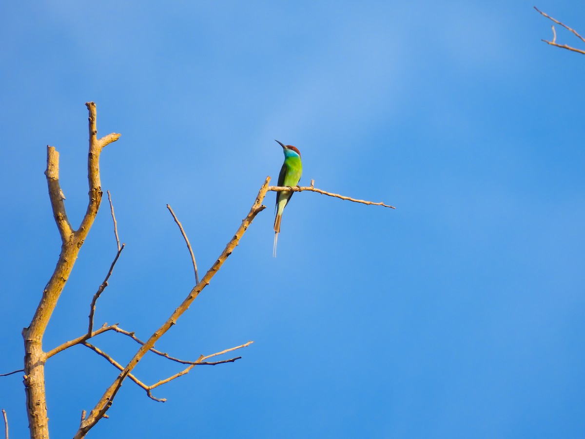 Blue-throated Bee-eater - ML284355381
