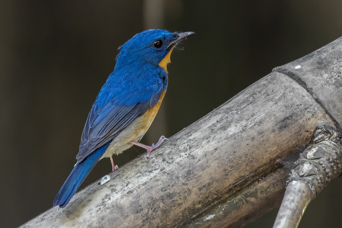 Large Blue Flycatcher - Natthaphat Chotjuckdikul