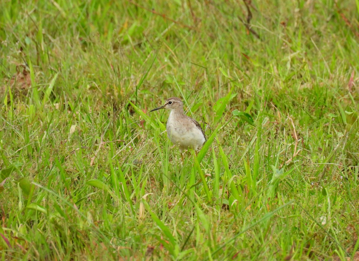 Wood Sandpiper - ML284356291