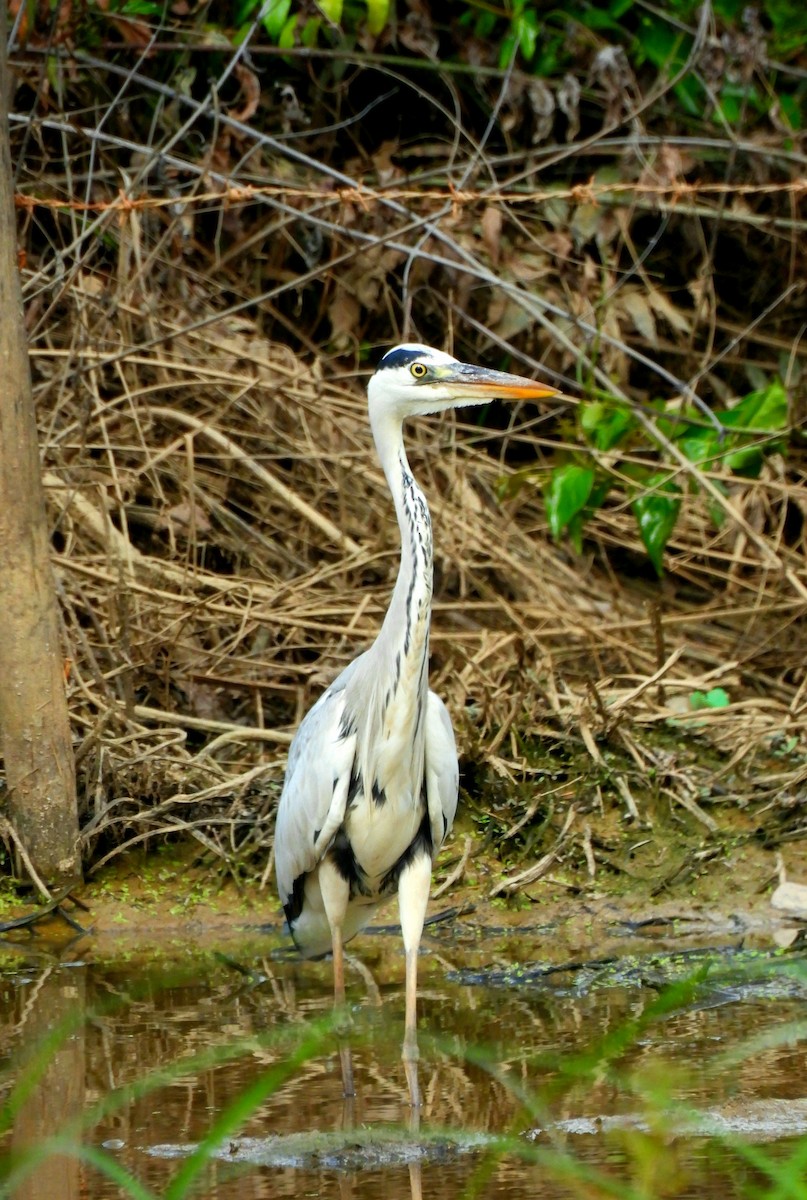 Gray Heron - ML284356751