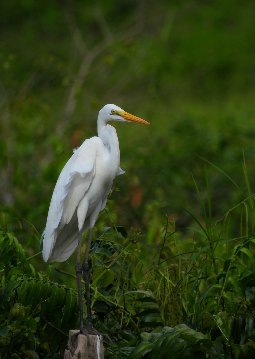 Great Egret - ML284356811