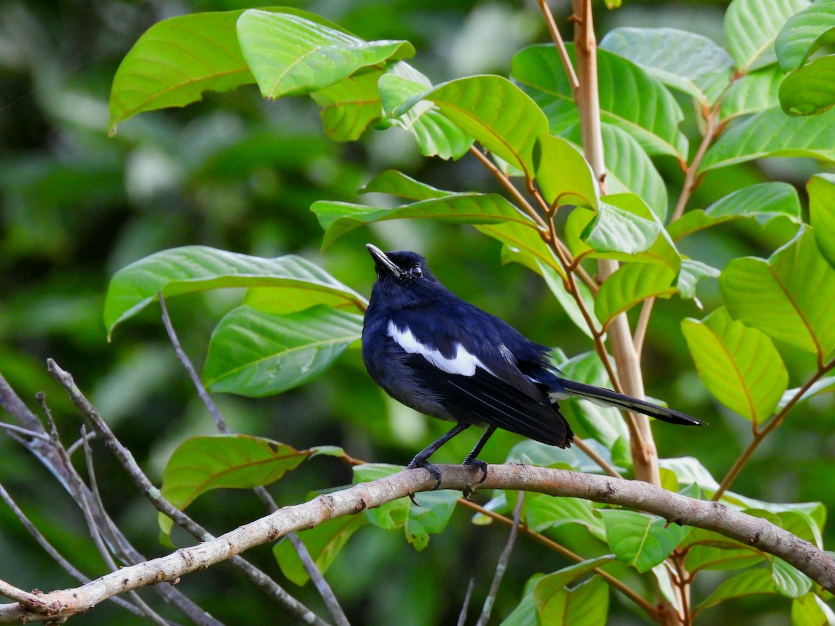 Oriental Magpie-Robin - ML284356841