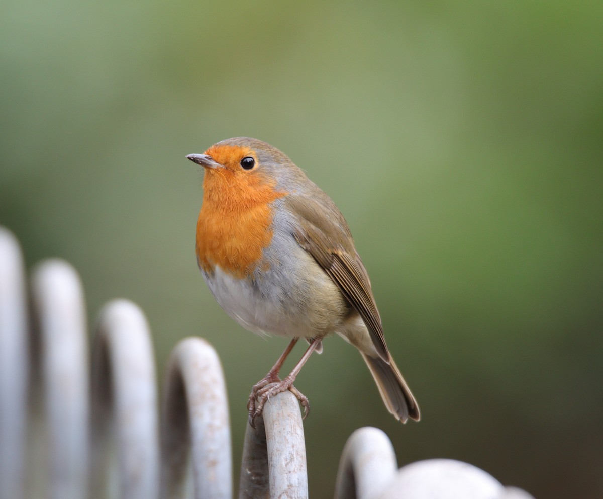 European Robin - ML284357621