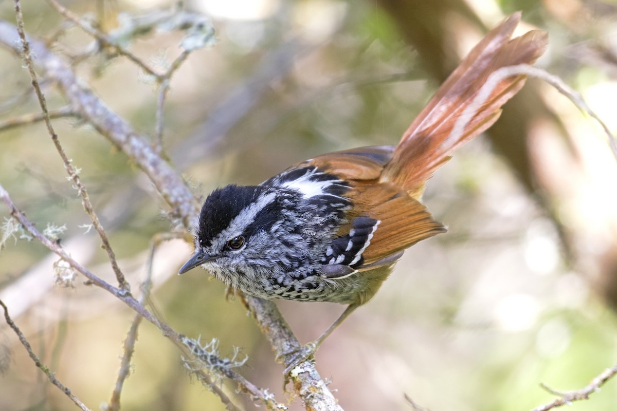 Rufous-tailed Antbird - Caio Brito