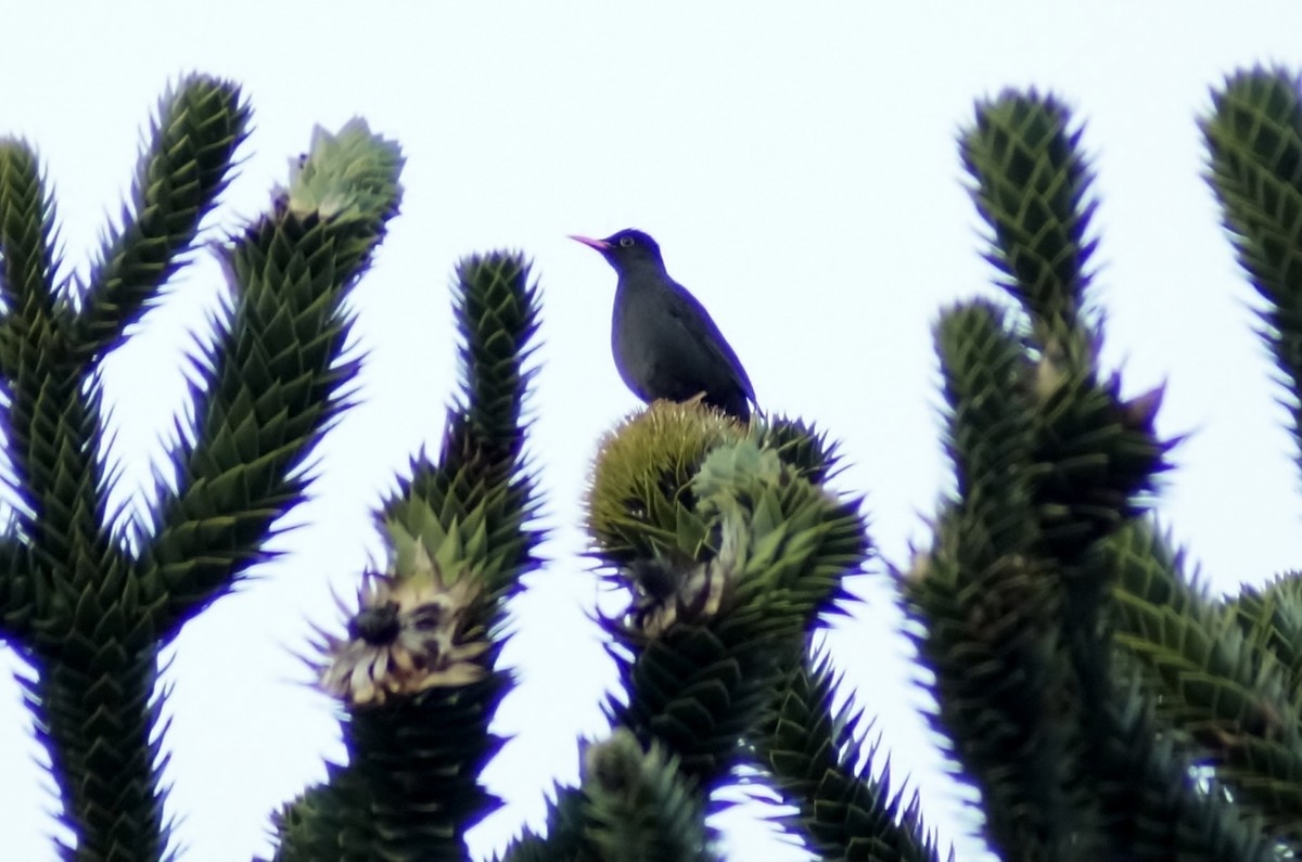 Chiguanco Thrush - ML28435971