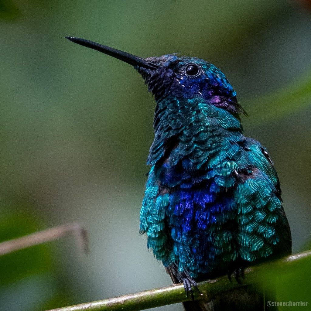 Colibrí Rutilante - ML284361901