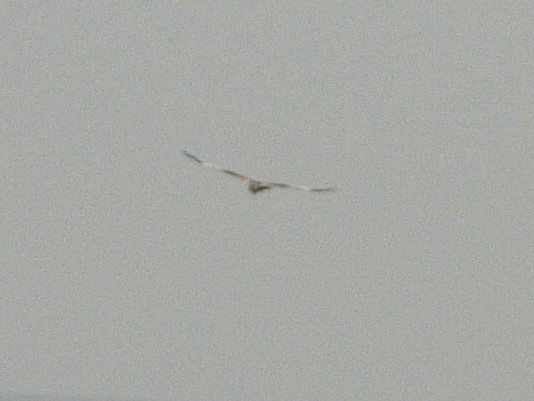 Western Marsh Harrier - ML284362091