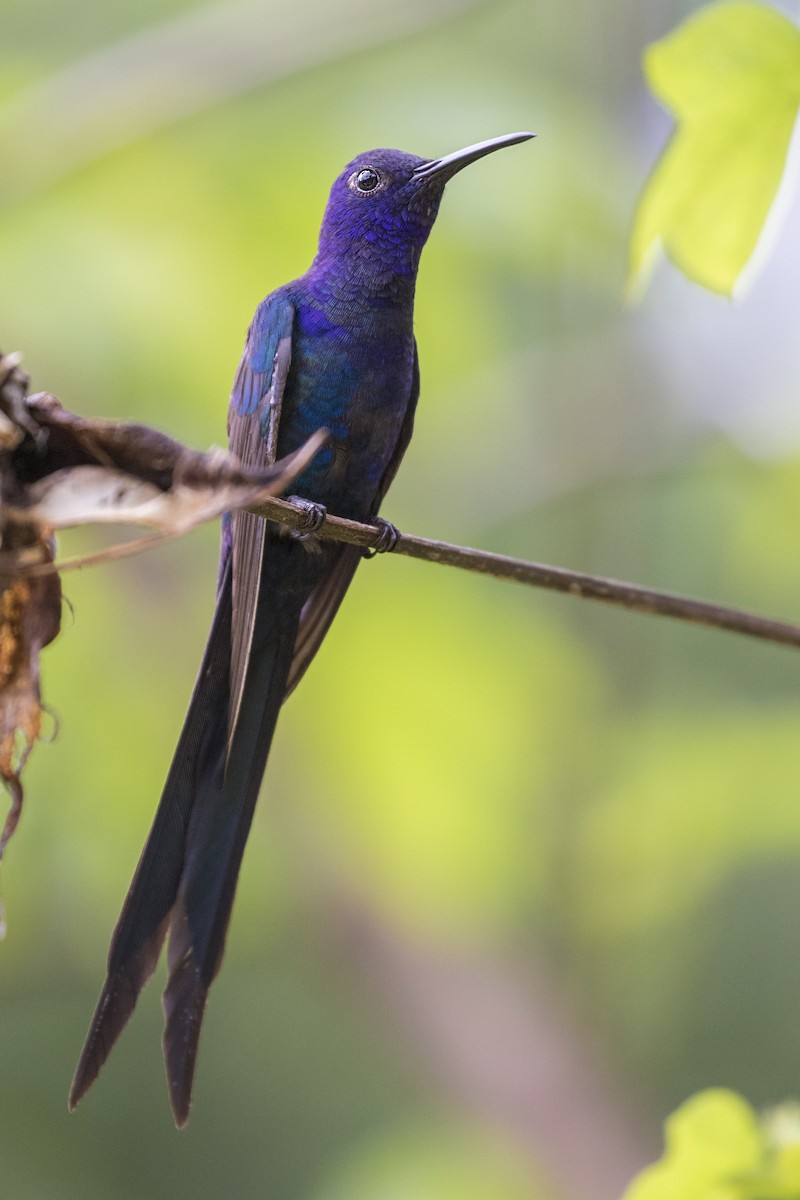 Swallow-tailed Hummingbird - ML284364141