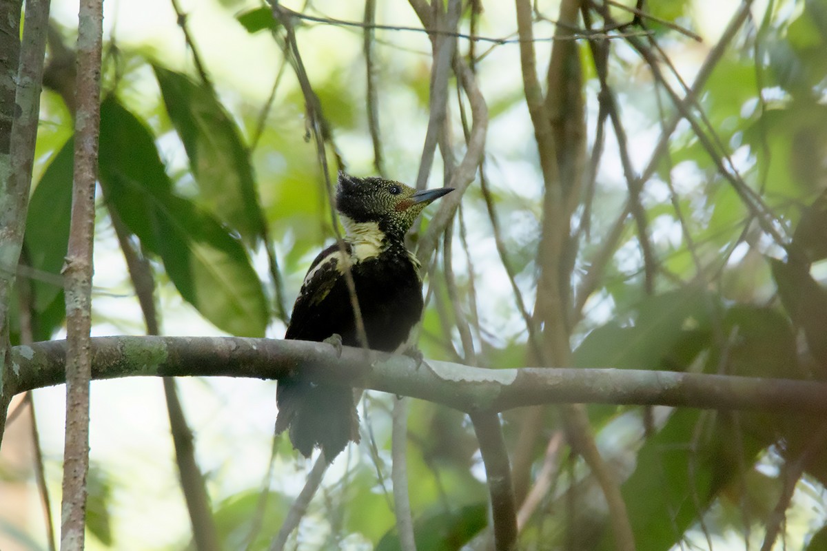 Black-and-buff Woodpecker - Ayuwat Jearwattanakanok