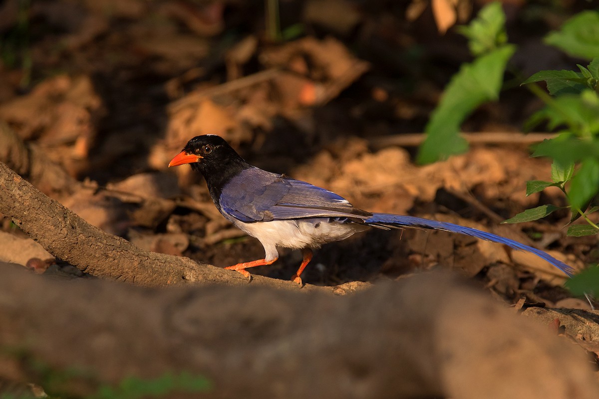 Red-billed Blue-Magpie - ML284366651