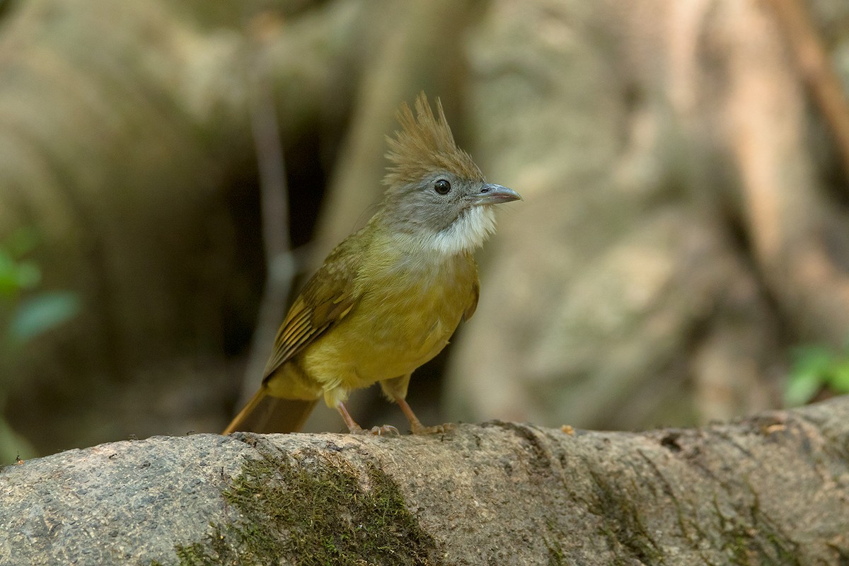 Puff-throated Bulbul (Puff-throated) - ML284366861