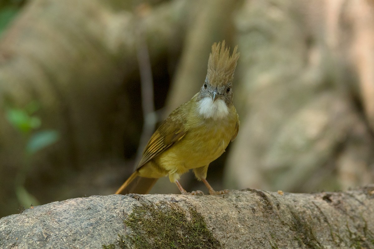 Bulbul Pálido (grupo pallidus) - ML284366881