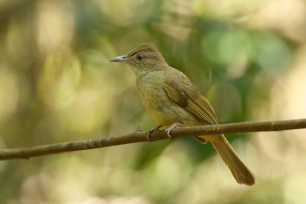 Bulbul Ojigrís (grupo propinqua) - ML284366911