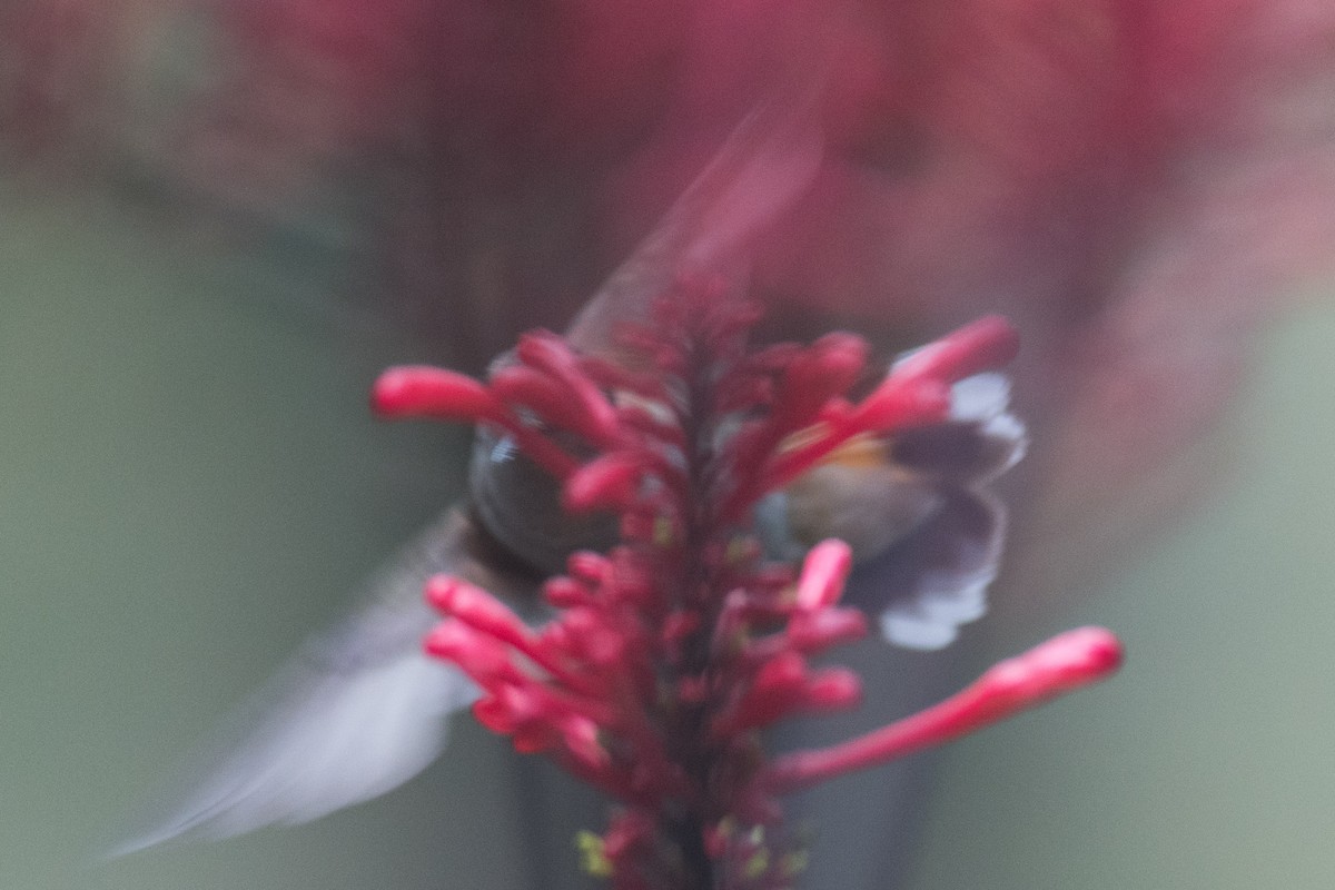 Rufous Hummingbird - Jonathan Mays