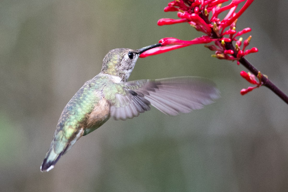 Rufous Hummingbird - Jonathan Mays