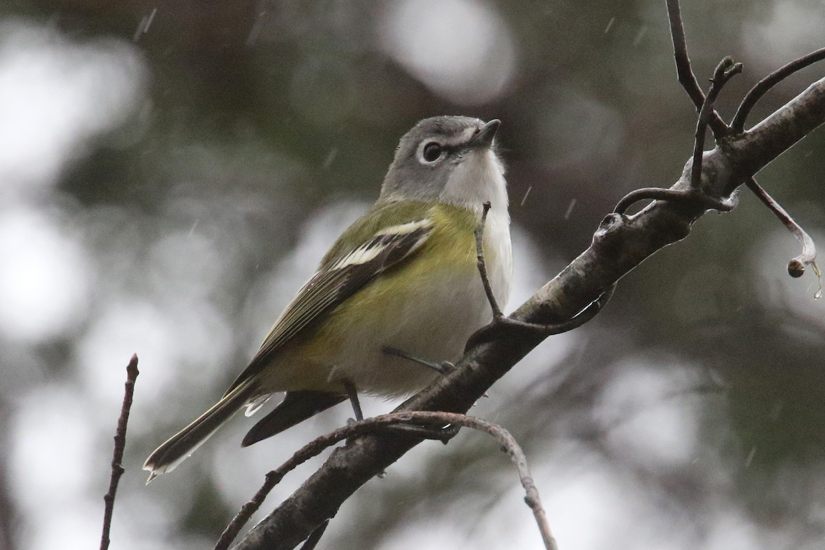 Blue-headed Vireo - ML284369221