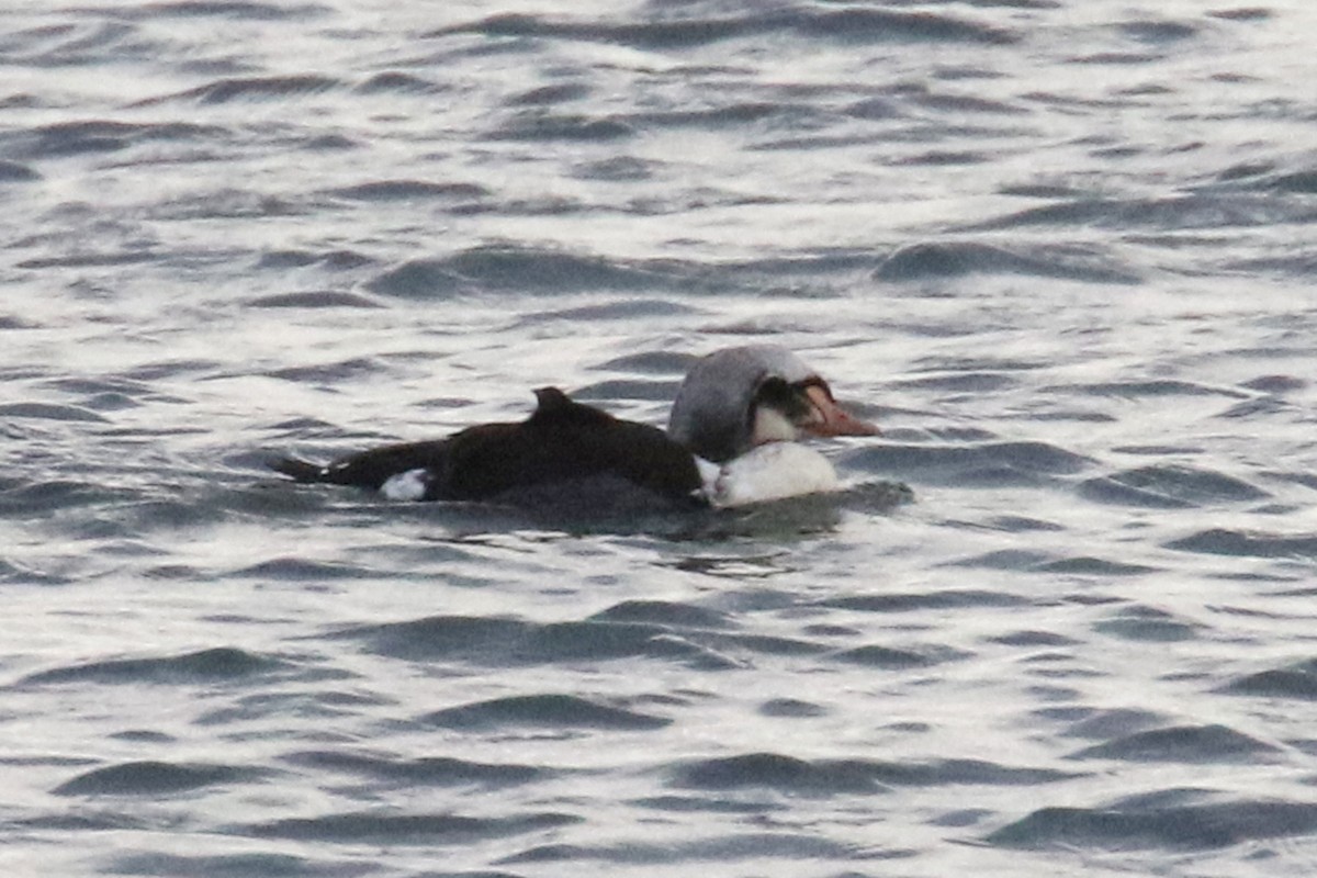 King Eider - ML284370331