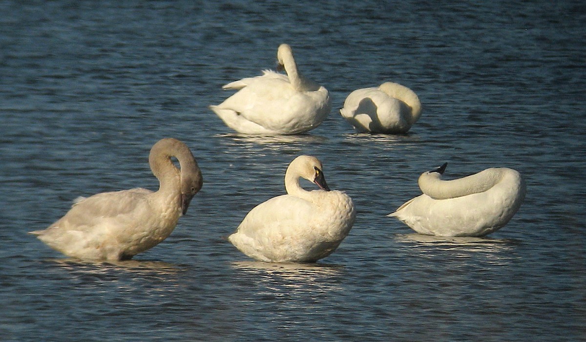 Tundra Swan - ML284372671