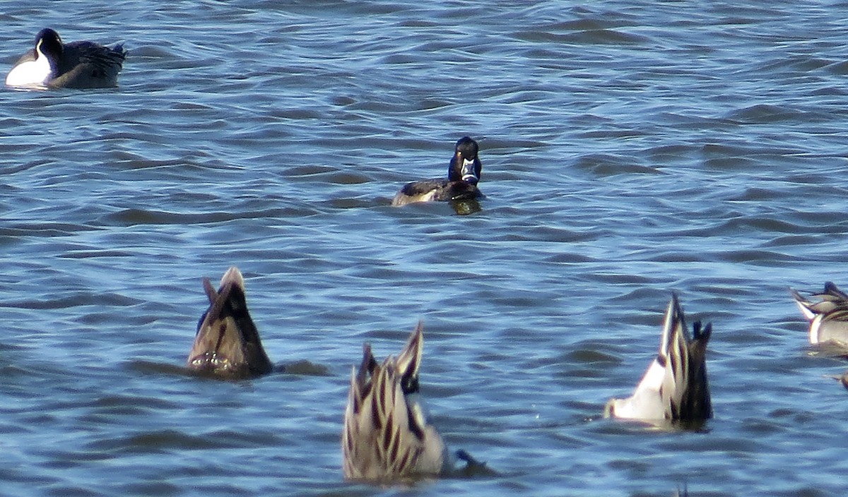 Ring-necked Duck - ML284373051