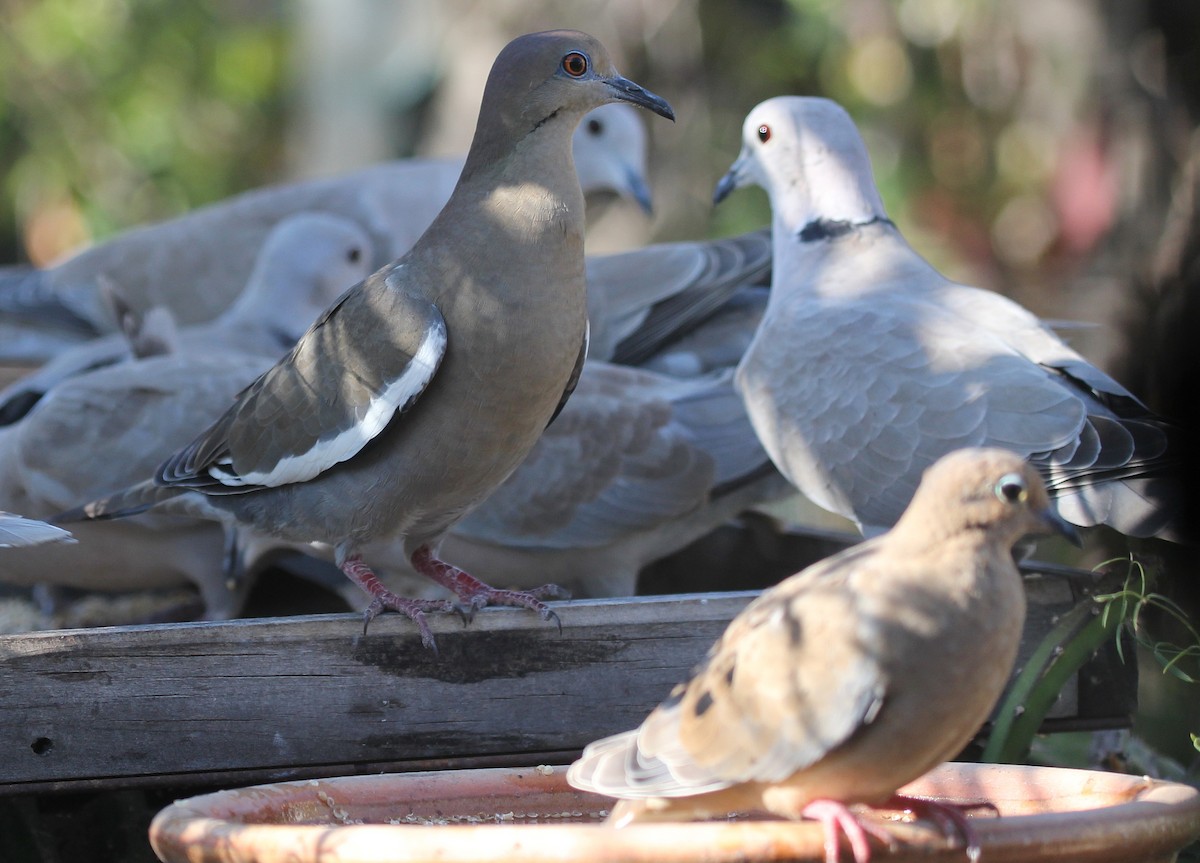 White-winged Dove - greg stewart