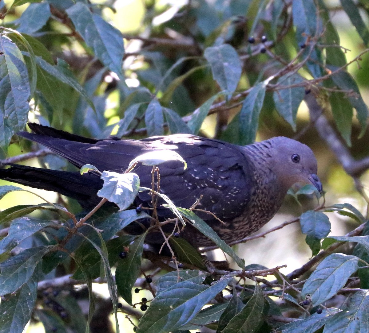 Speckled Wood-Pigeon - ML284373181