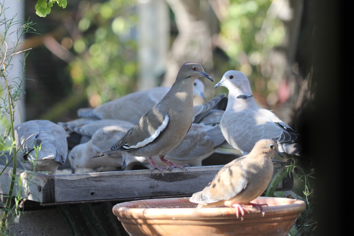 White-winged Dove - greg stewart