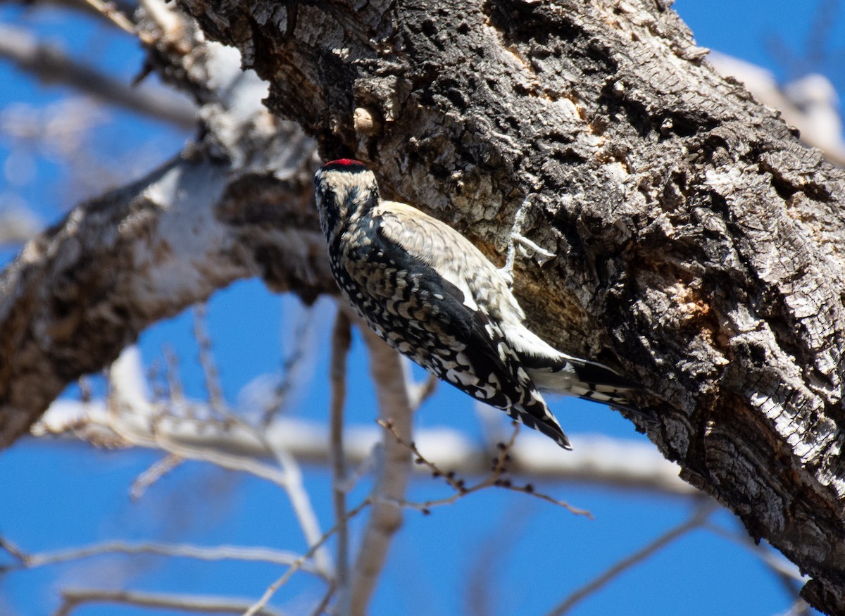 Yellow-bellied Sapsucker - ML284373241