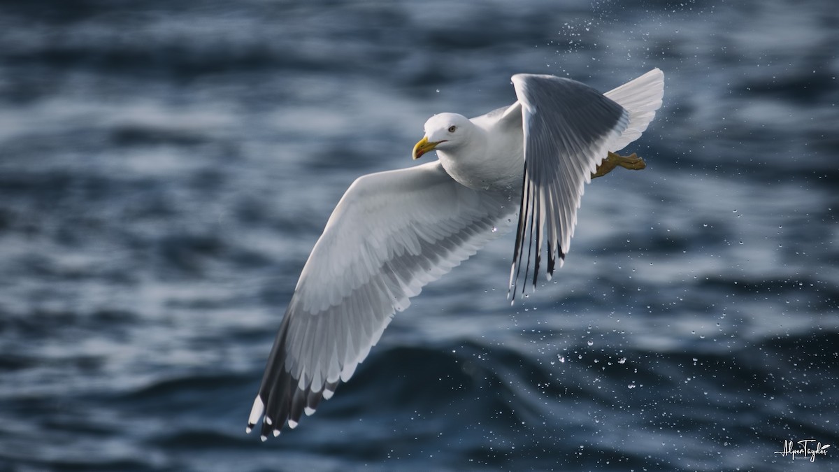 Yellow-legged Gull - ML284374101