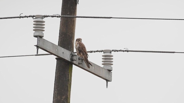 Prairie Falcon - ML284374161