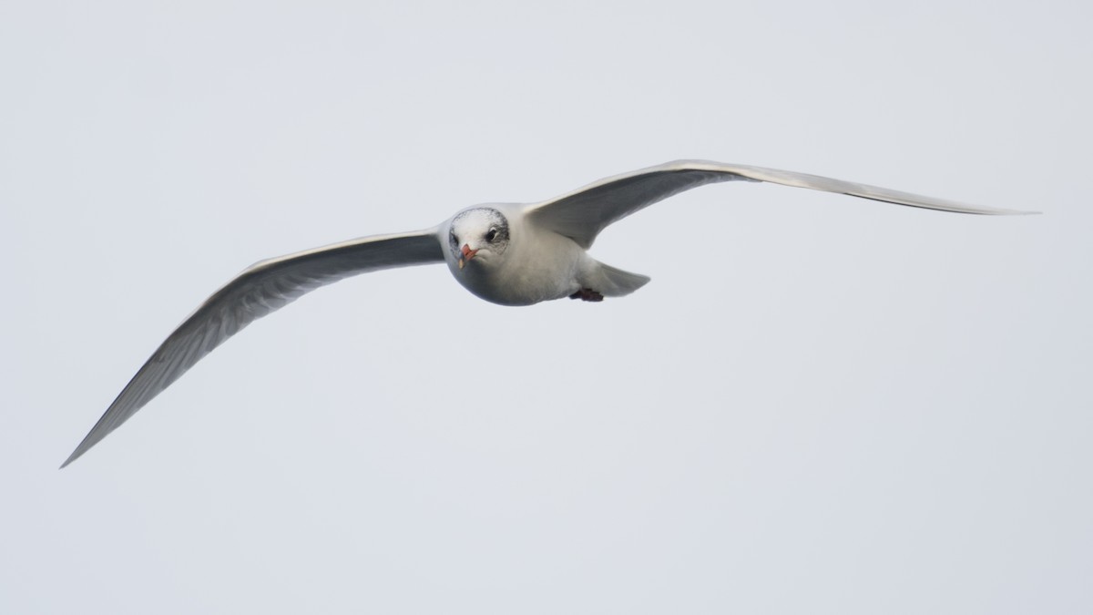 Mediterranean Gull - ML284374781