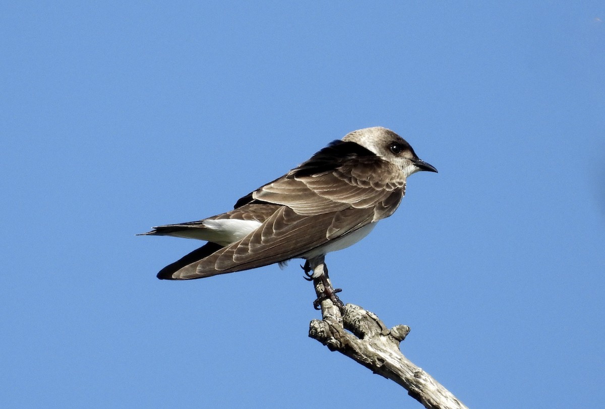 Brown-chested Martin - ML284377991