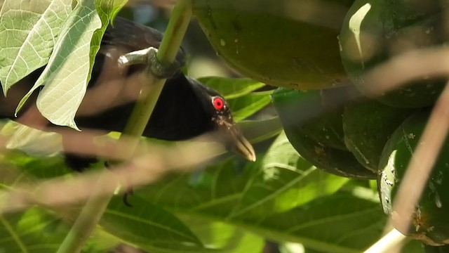 קואל אסייתי - ML284378671